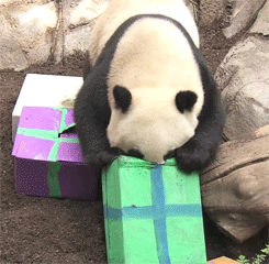 panda-bears-free-animated-gameznet 012.gif
